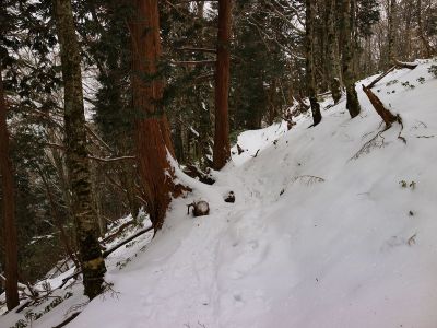 今回はP1518を巻いて天女の舞に行くことにしたけど、これが間違いだった。かなり巻き道が長い