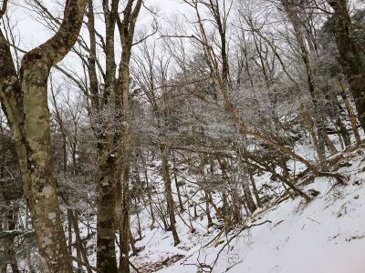 この辺りから霧氷がちらほらあった