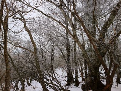 霧氷はあるんだけど青空がでてないのが残念だね