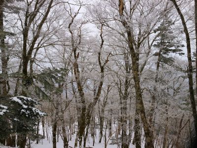 この付近だけは霧氷があったんだけどやっぱ青空がほしいね