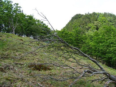 手前の偽ピークと向こう側が鉄山のピーク