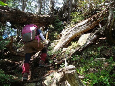 根っこ地帯へ突入