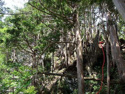 もう根っこと木でぐちゃぐちゃ状態の道