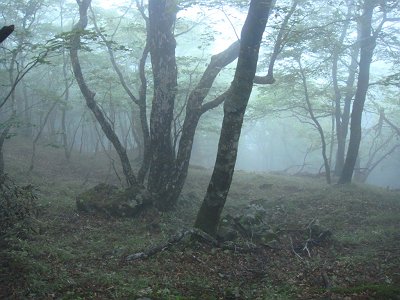 すっかりガスって幻想的になってきた