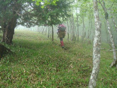 笹地帯にはいる