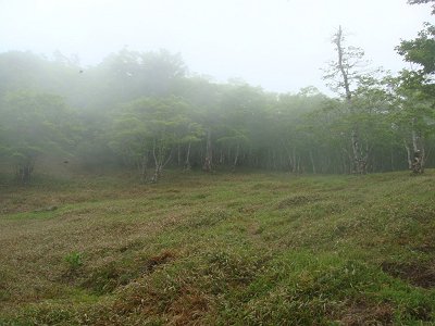 もう一つの草原地帯