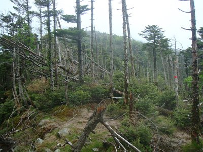 倒れ木地帯に入った