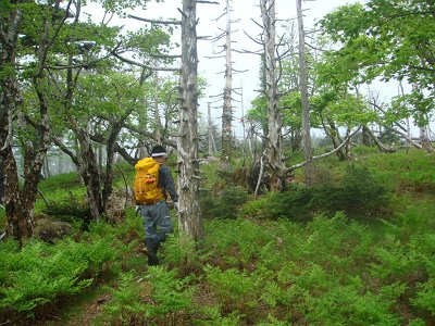 倒れ木地帯に入ると弥山は右へ折れる（トラバースする）。直進すると進めなくなる