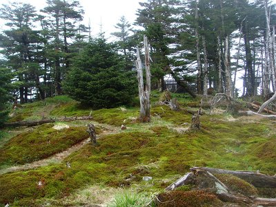 弥山の裏側の踏み跡