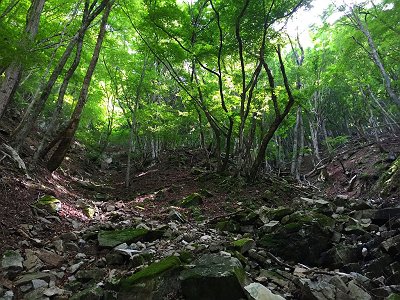 谷を二つはさんで左の尾根にいきそうだが、ここはとりあず中心を登っていく