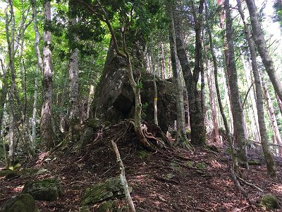この大きい岩や木があるところから結構登りがきつくなる