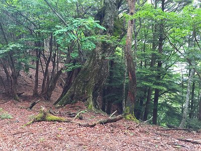 この尾根にはところどころ大きい木がある