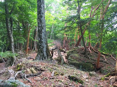 トサカ尾根の雰囲気はいいんだけど、やっぱしんどい