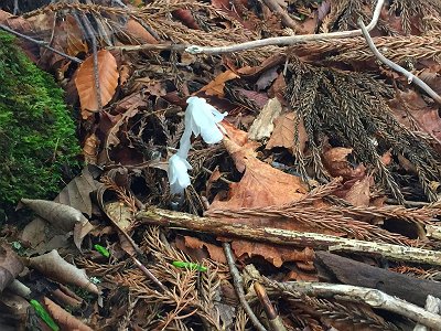 途中で登山好人さんが「最初に教えてもらった花だ！」といった花があった