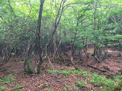 ザンキ平に向かう。